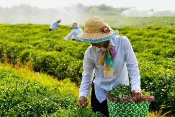 Lankaran & Astara GROUP tour